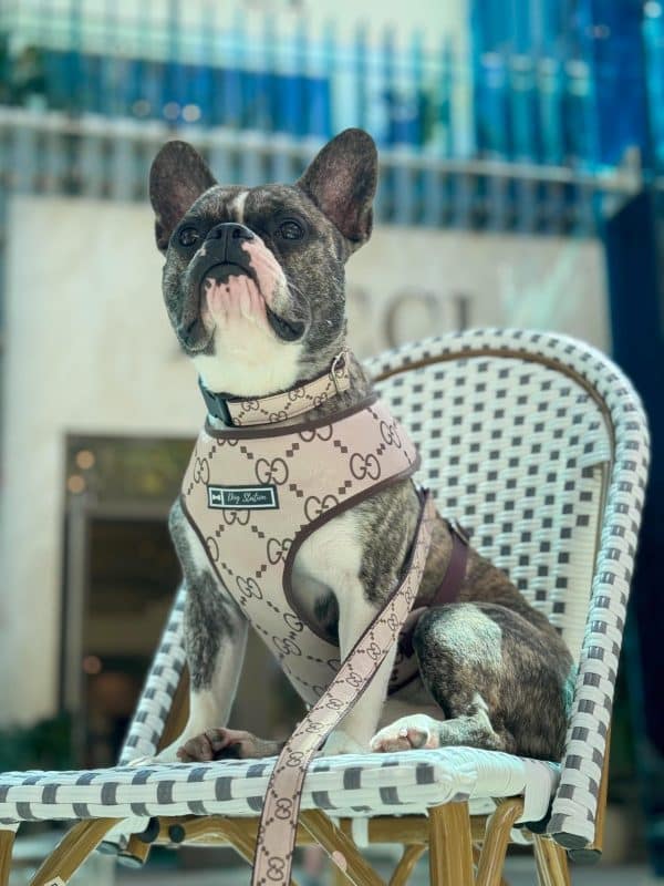 un perro sentado en una silla con una correa alrededor del cuello