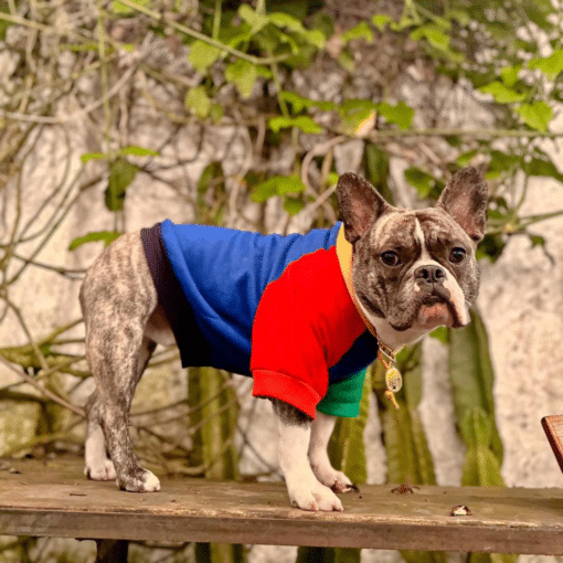 un perro pequeño con una camisa roja, azul y verde