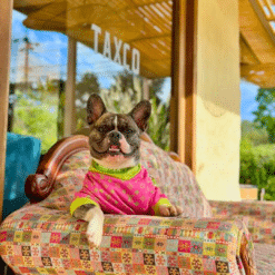 un perro pequeño sentado encima de un sofá colorido