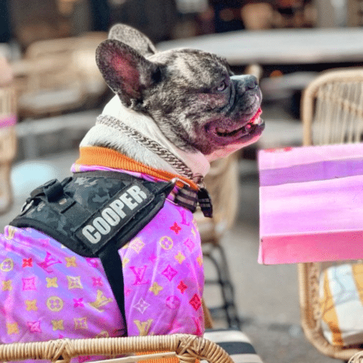 un perro pequeño con chaleco sentado en un banco