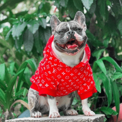 un perro pequeño con un suéter rojo y sonriendo