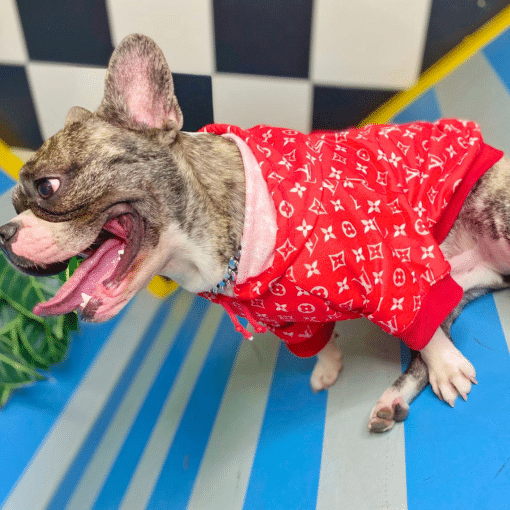 un perro pequeño con una camisa roja y sonriendo