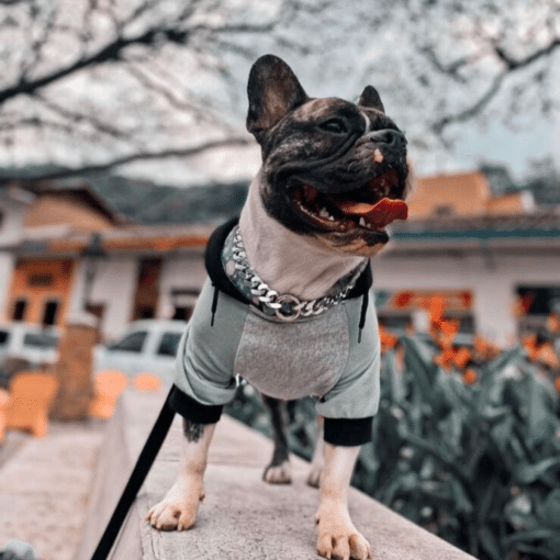 un perro pequeño que lleva un suéter y una correa