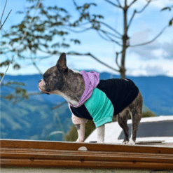 un perro pequeño que lleva un suéter encima de un techo
