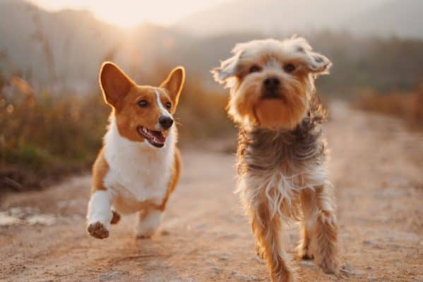 dos perros pequeños corriendo por un camino de tierra