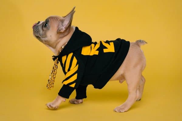 un perro pequeño con una camisa amarilla y negra