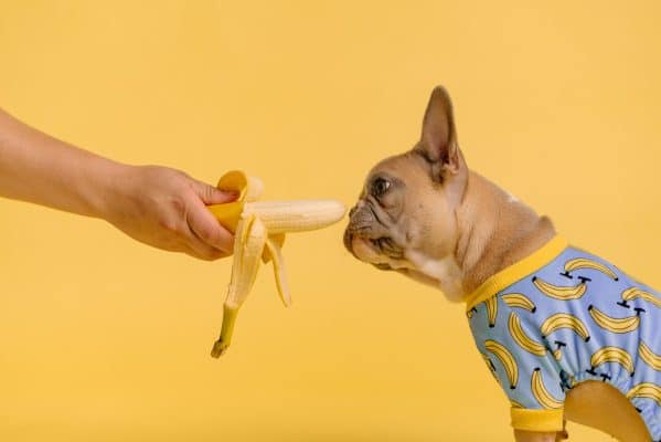 un perro pequeño está comiendo un plátano de la mano de una persona