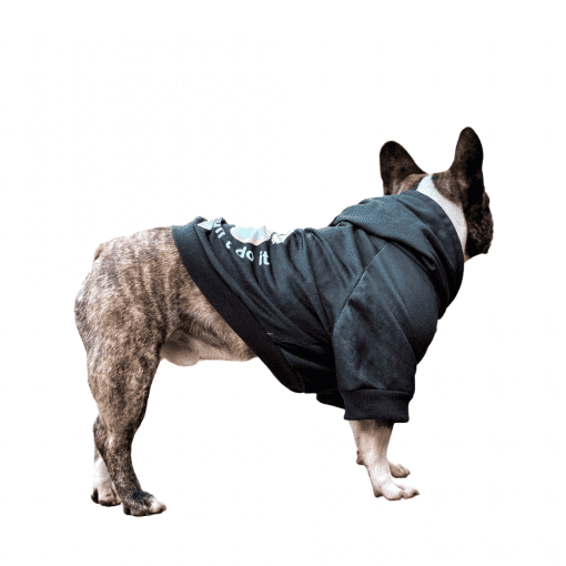 un perro pequeño con una sudadera con capucha de pie