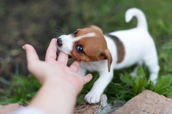 Puppy biting hand