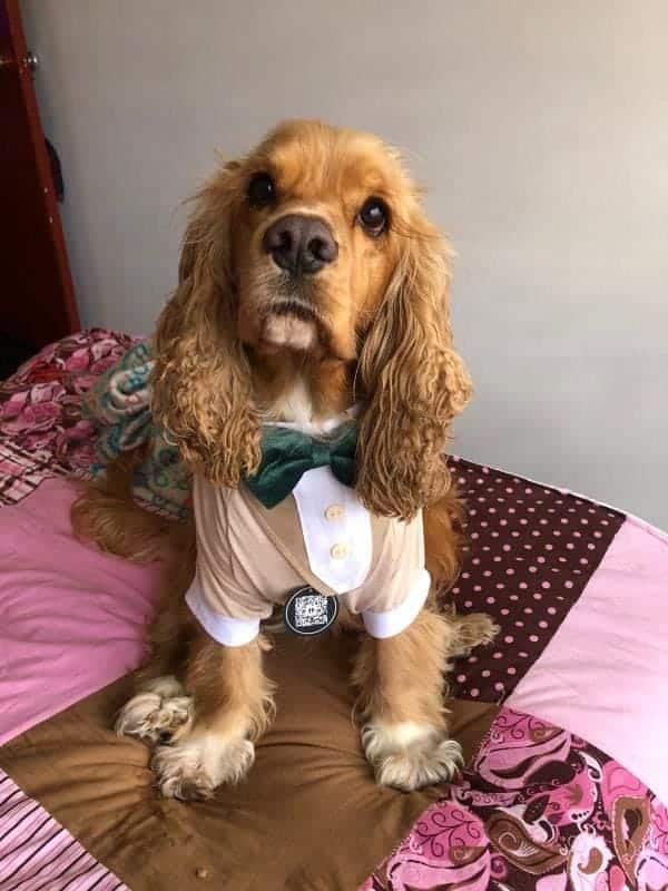 un perro marrón con una corbata de moño sentado encima de una cama