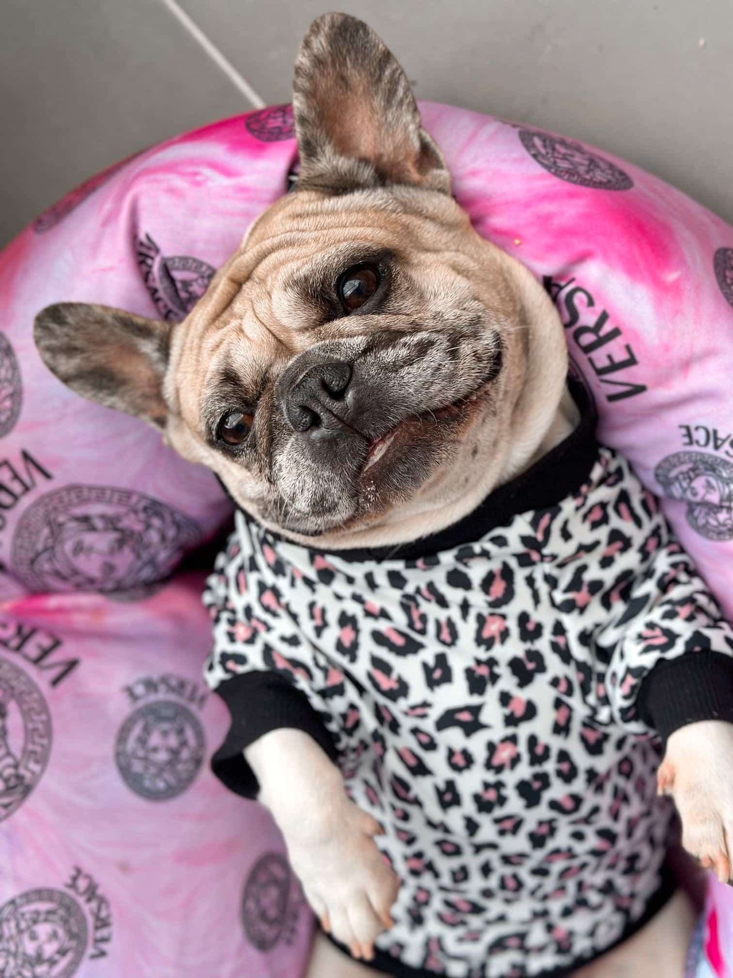 un perro con un suéter sentado encima de una cama rosa