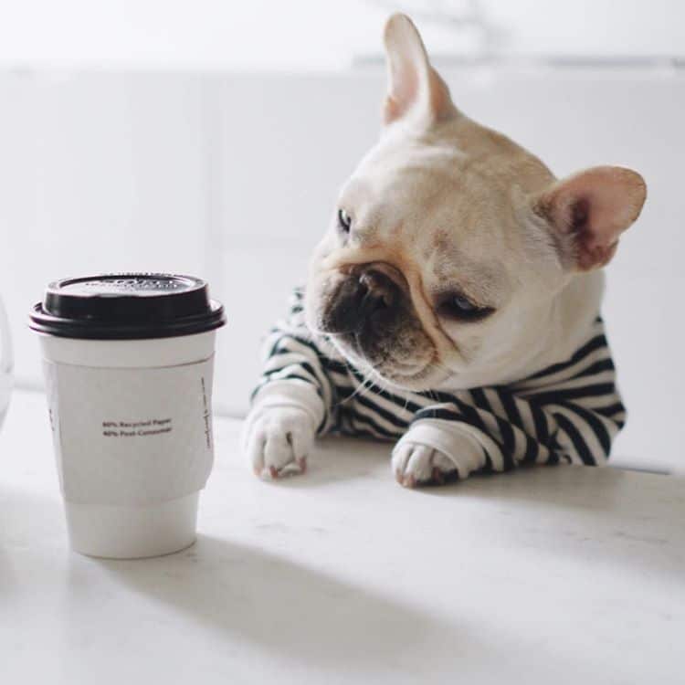un perro pequeño sentado al lado de una taza de café