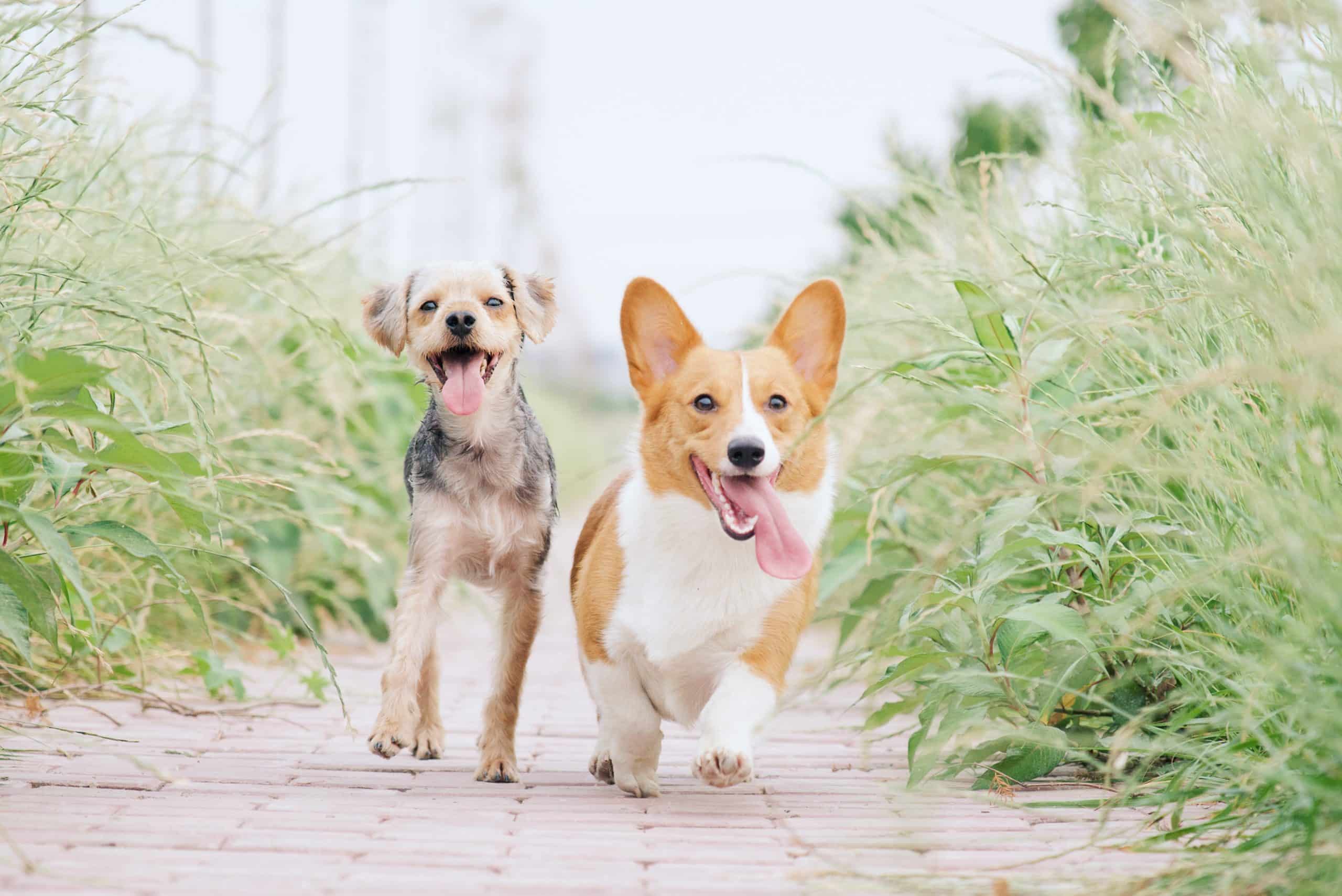 dos perros pequeños corren por un camino