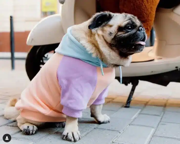 un pequeño perro pug con una camisa rosa y azul