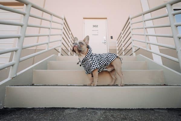 un perro pequeño con un vestido parado en algunos escalones