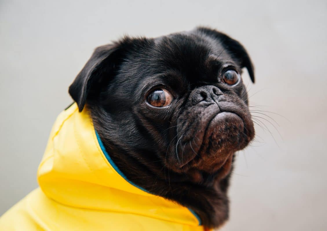 un pequeño perro negro con un impermeable amarillo