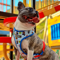 un perro pequeño con un arnés sentado frente a un parque infantil