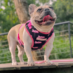 un perro pequeño con un arnés rosa parado sobre una plataforma de madera