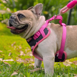 un perro pequeño con un arnés rosa en la hierba
