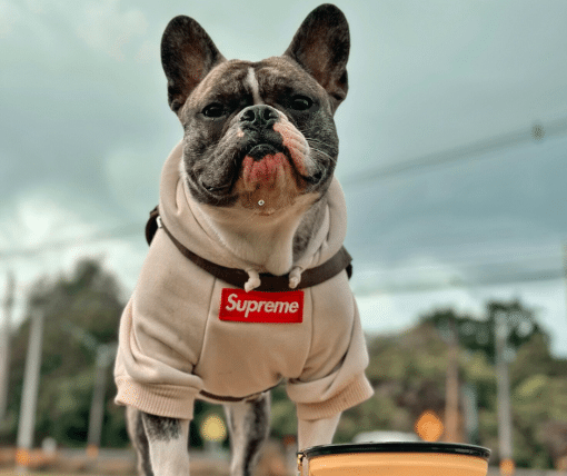 un perro pequeño con un suéter parado al lado de una taza