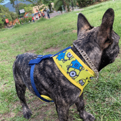 un perro pequeño con un pañuelo amarillo y azul