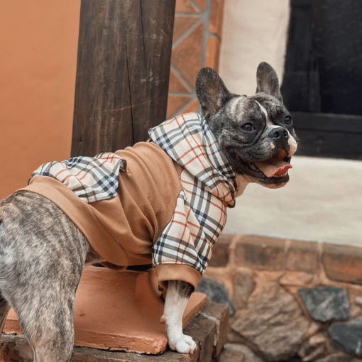 un perro pequeño con un abrigo encima de una silla de madera