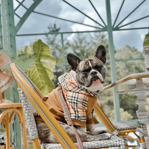 un perro sentado en una silla con una bufanda
