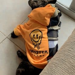 un perro negro con una camisa naranja y sentado en el suelo