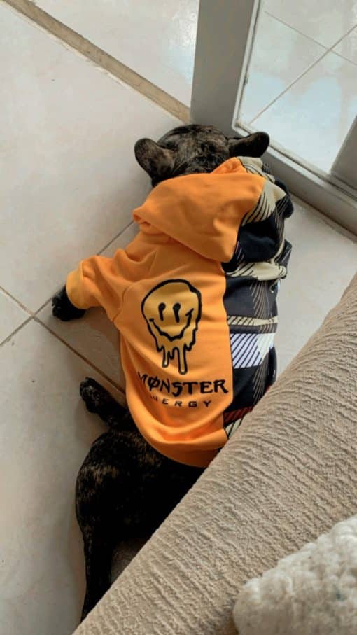 un perro negro con una camisa naranja y sentado en el suelo