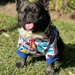 un pequeño perro negro con una camisa colorida