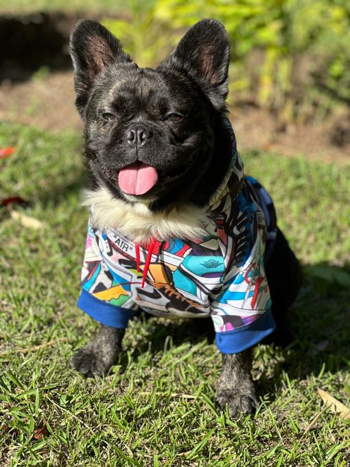 un pequeño perro negro con una camisa colorida
