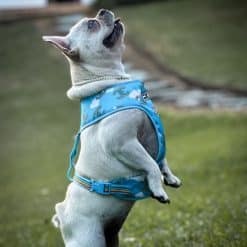 un perro pequeño con un arnés azul en la hierba
