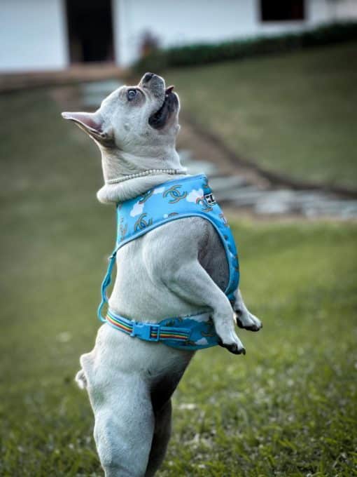 un perro pequeño con un arnés azul en la hierba