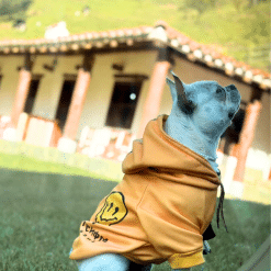 un perro pequeño con una chaqueta amarilla mirándose en un espejo