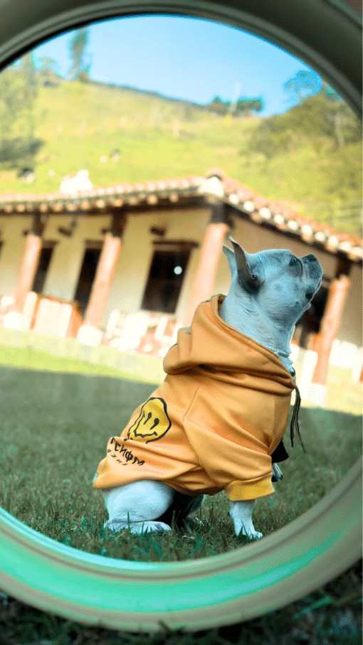 un perro pequeño con una chaqueta amarilla mirándose en un espejo