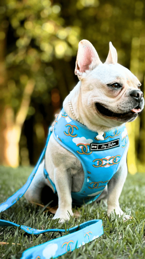un perro pequeño con un arnés azul sentado en la hierba