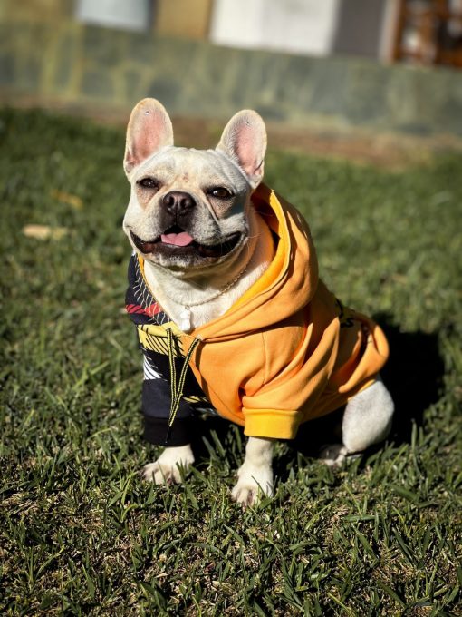 un perro pequeño con una camisa amarilla sentado en la hierba