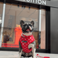 Un perro pequeño con un pañuelo rojo sentado frente a una tienda Louis Vuitton.