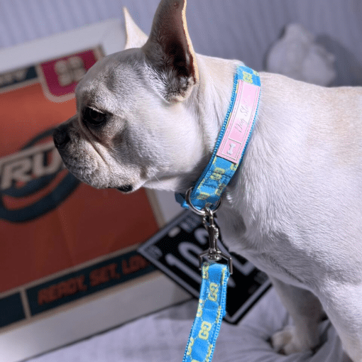 un pequeño perro blanco con una correa azul