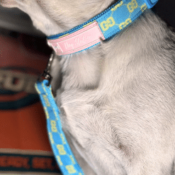 un pequeño perro blanco con un collar azul y rosa