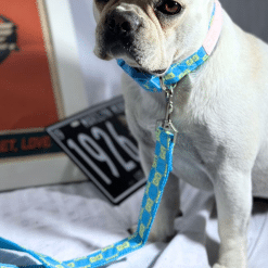 un pequeño perro blanco con una correa azul