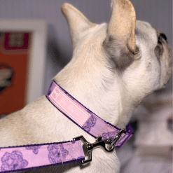 un perro pequeño con una correa rosa y morada