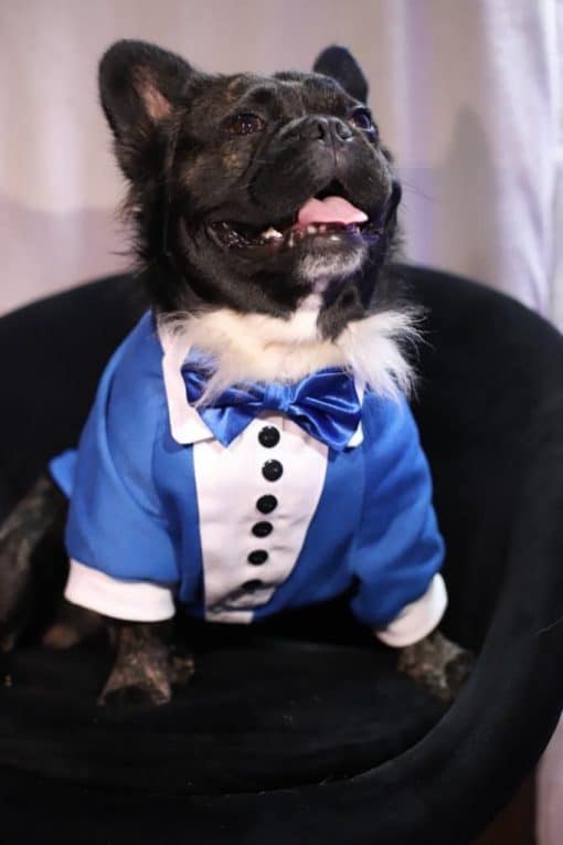 un perro pequeño vestido con una camisa de esmoquin azul y pajarita
