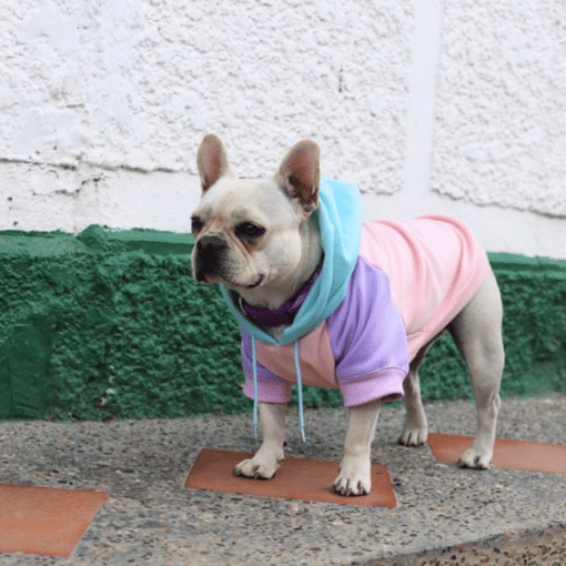 un perro pequeño con una camisa rosa y morada