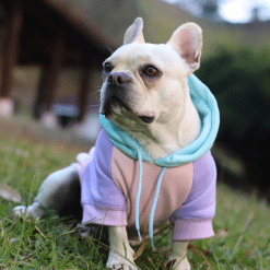 un perro pequeño con una chaqueta morada y azul