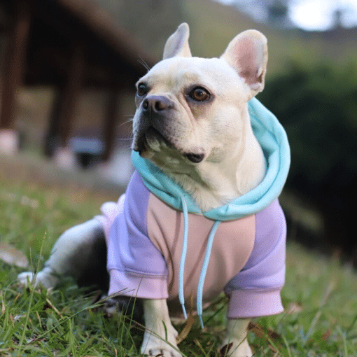 un perro pequeño con una chaqueta morada y azul