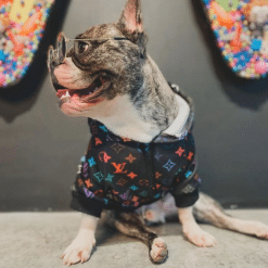 un perro pequeño con gafas y un suéter
