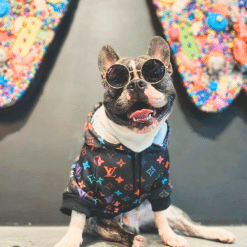 un perro pequeño con gafas de sol y una chaqueta