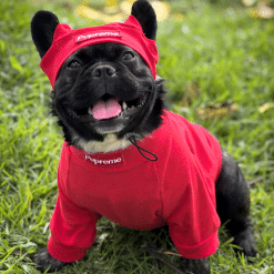 un pequeño perro negro con una camisa roja