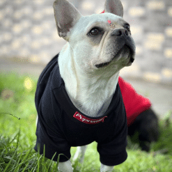 un perro pequeño con una camisa roja y negra